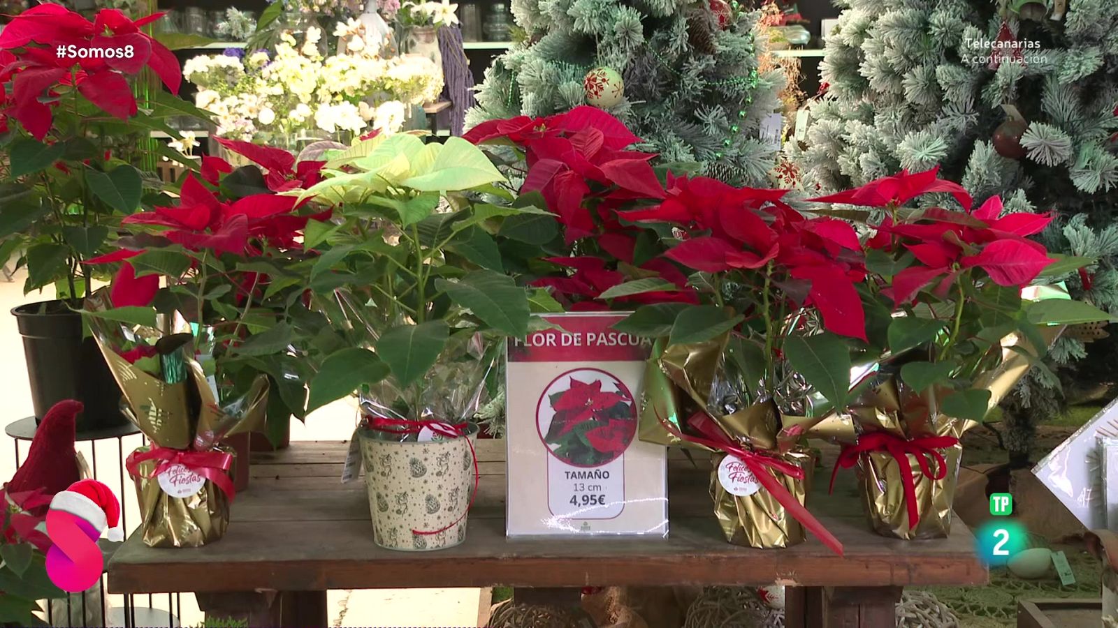 Somos 8 - 04/12/2025 - Somos 8 | Ver