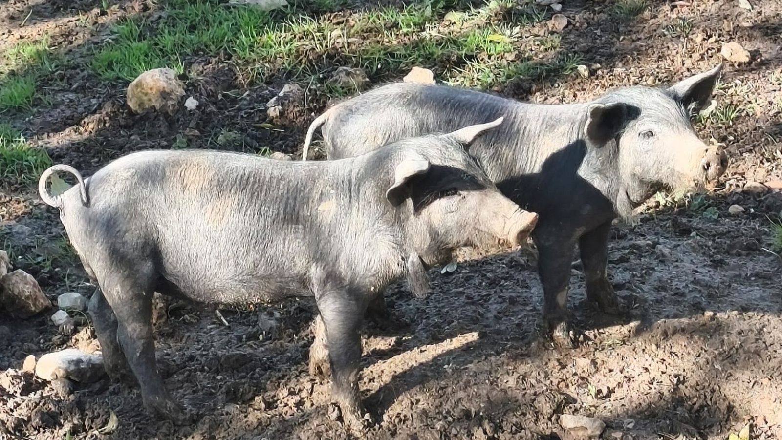 La peste porcina está presente en 14 de los 27 países de la UE - Telediario 1 | Ver