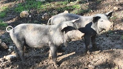 La peste porcina está presente en 14 de los 27 países de la Unión Europea