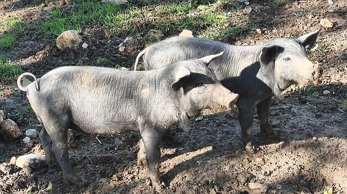 Telediario 1 - La peste porcina está presente en 14 de los 27 países de la Unión Europea