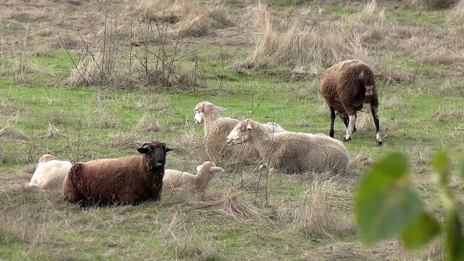 Agrosfera - 06/12/25 - Agrosfera | Ver