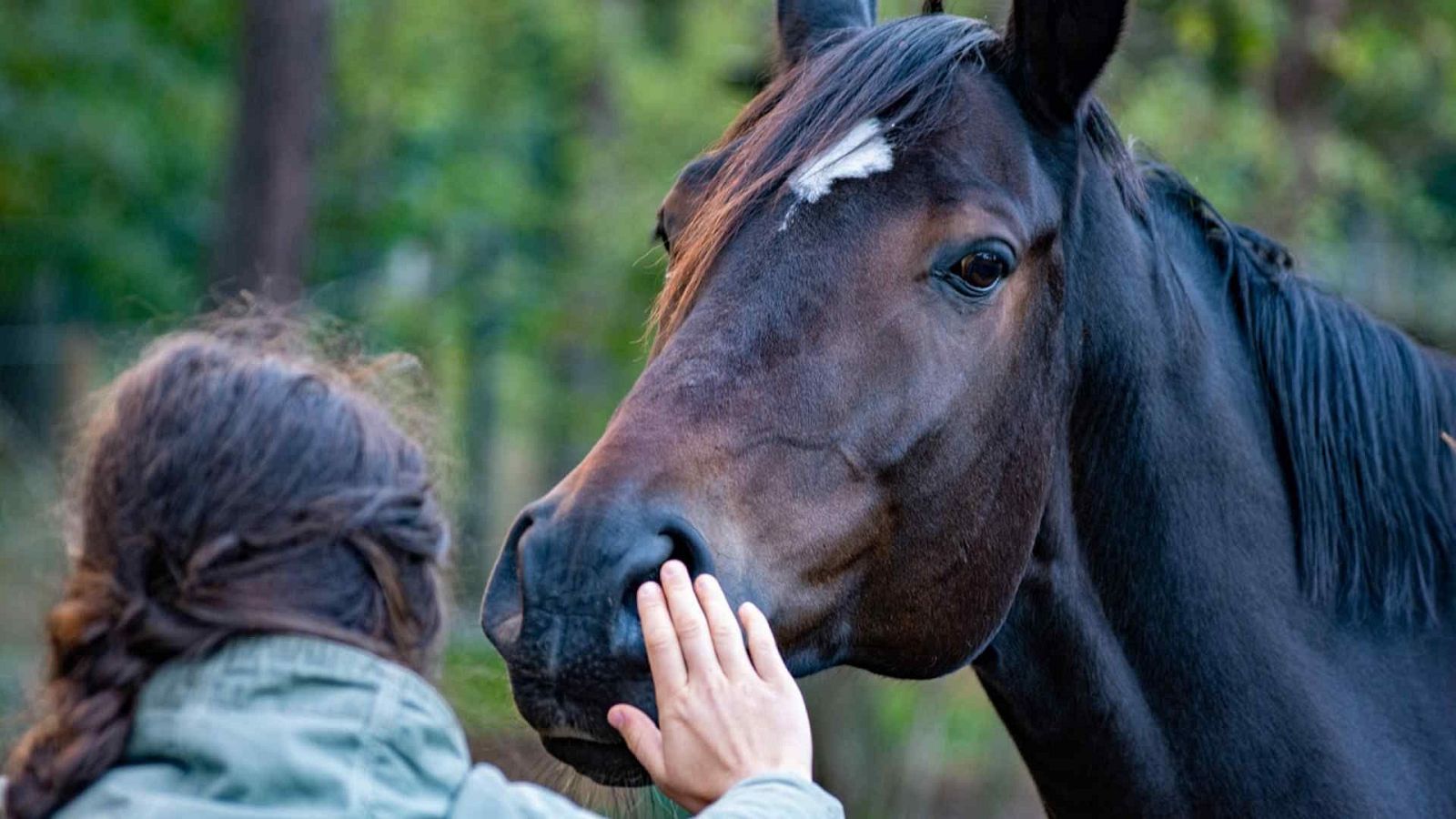 Una persona con trenza y chaqueta verde interactúa con un caballo marrón con mancha blanca en la frente, en un entorno boscoso. El caballo mira hacia la izquierda. El texto "PARA TODOS LA 2" aparece en la parte superior.