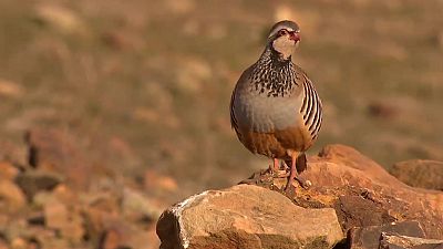 Jara y sedal - Una isla de vida - Jara y sedal | Ver