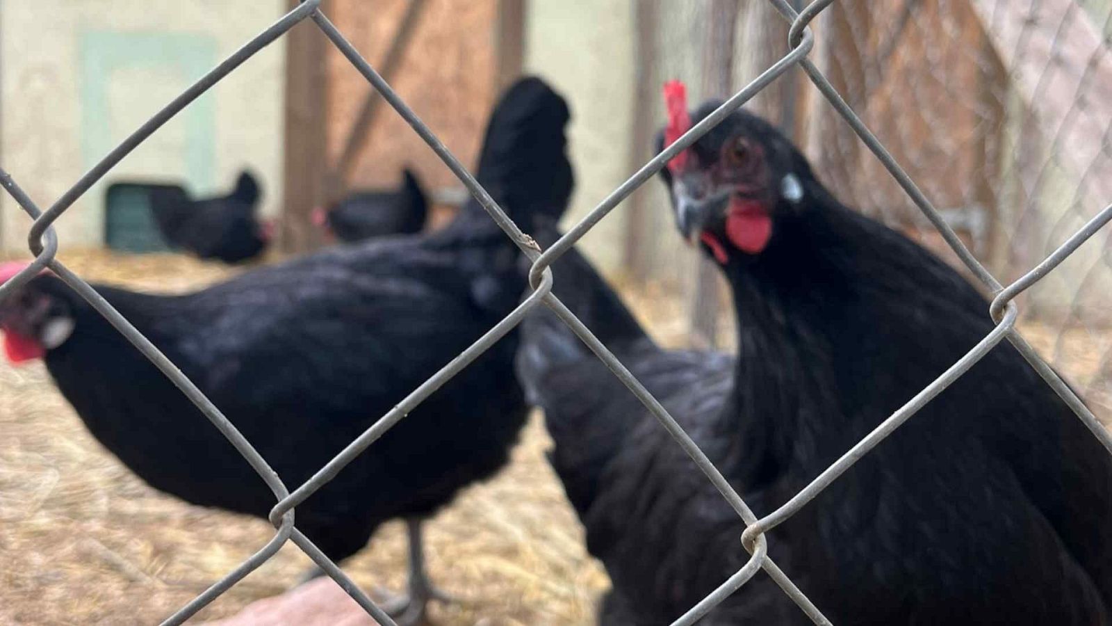 Informe semanal - Alerta en el corral | Ver