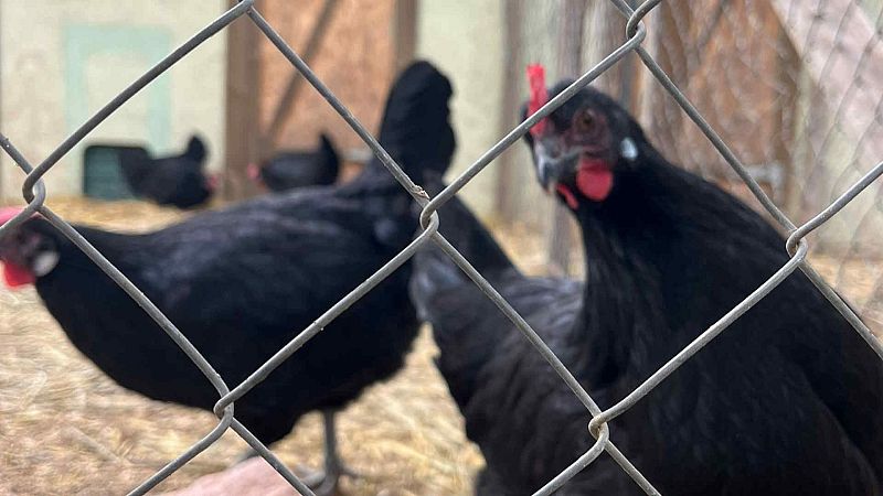 Informe semanal - Alerta en el corral | Ver