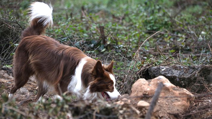 L'Informatiu - A la recerca de porcs senglars