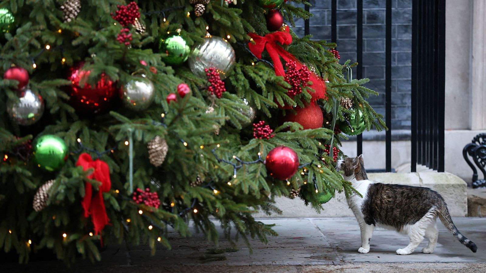Los árboles de Navidad, protagonistas indiscutibles de las fiestas sean artificiales o naturales | Ver