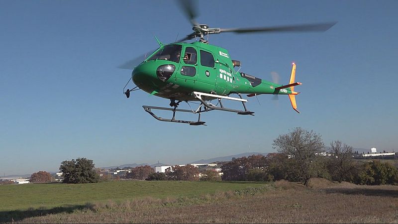 Els Agents Rurals vigilen Collserola des de l’aire per garantir les restriccions pel brot de PPA