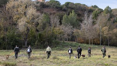 Seis científicos investigarán en centros catalanes el origen del foco de la peste porcina