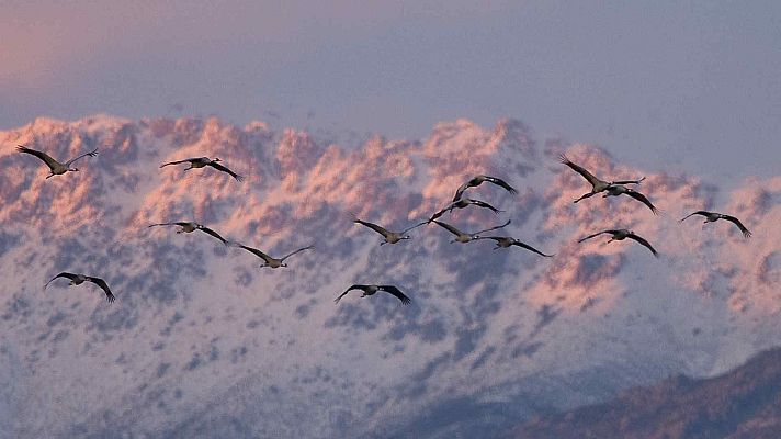 Las aves del frío - Episodio 1