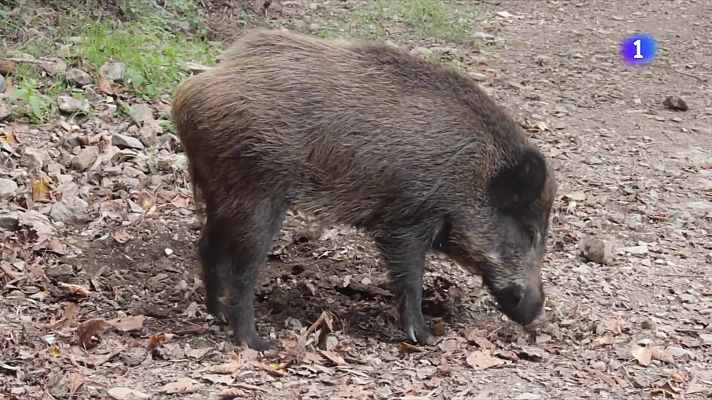 L'Informatiu - Optimisme moderat pel brot de PPA, però els ramaders alerten de pèrdues milionàries