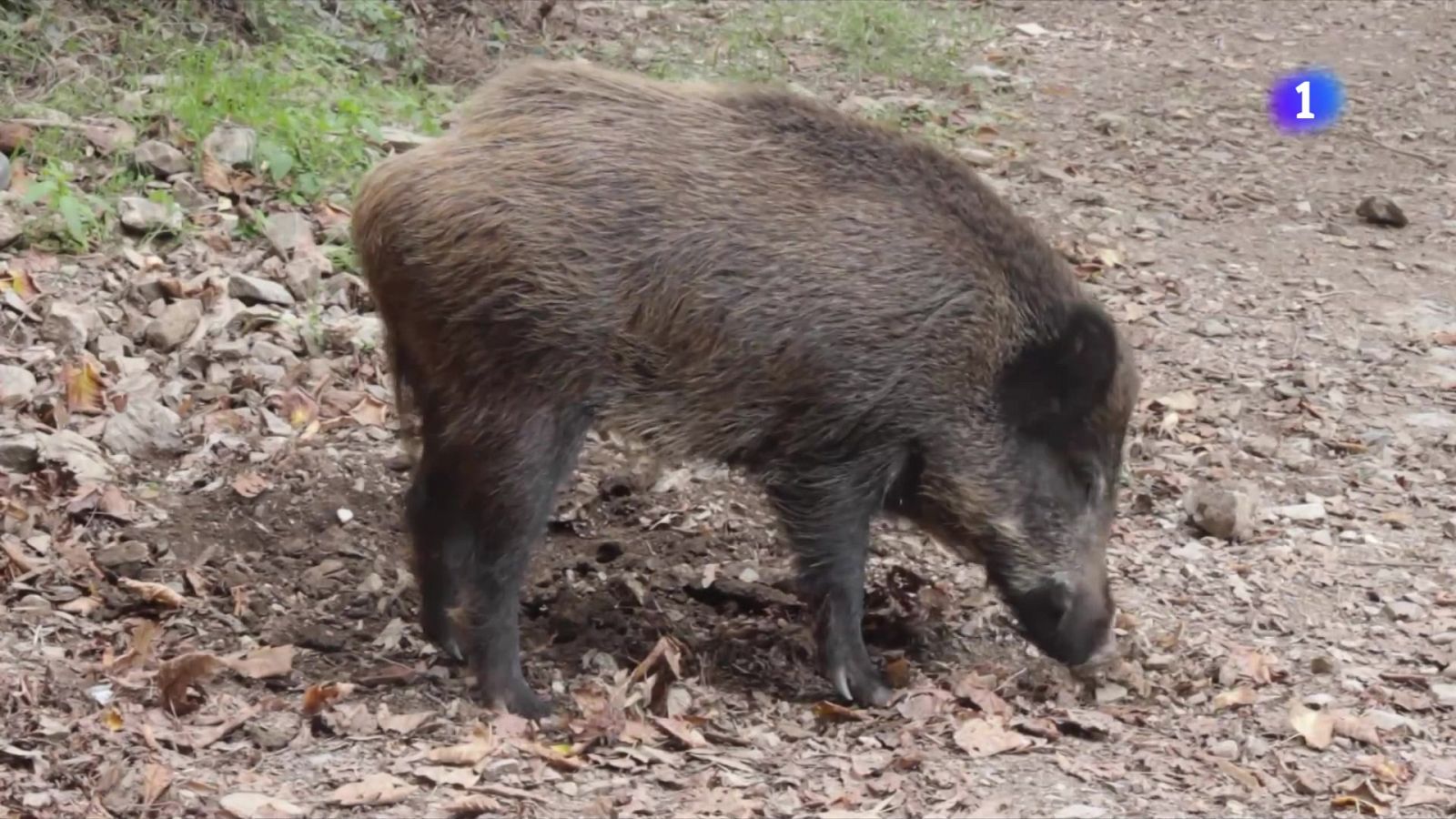 Optimisme moderat pel brot de PPA, però els ramaders alerten de pèrdues milionàries