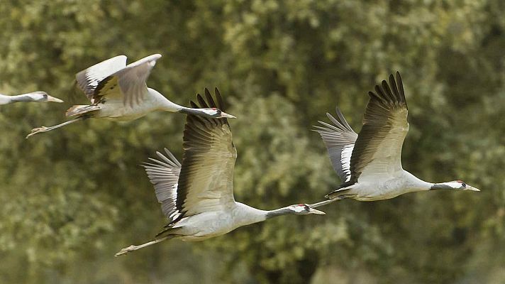Las aves del frío - Episodio 2