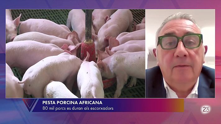 El Vespre - Pere Roqué: "Les granges del nostre país compleixen un sistema de bioseguretat extremadament rigorós"