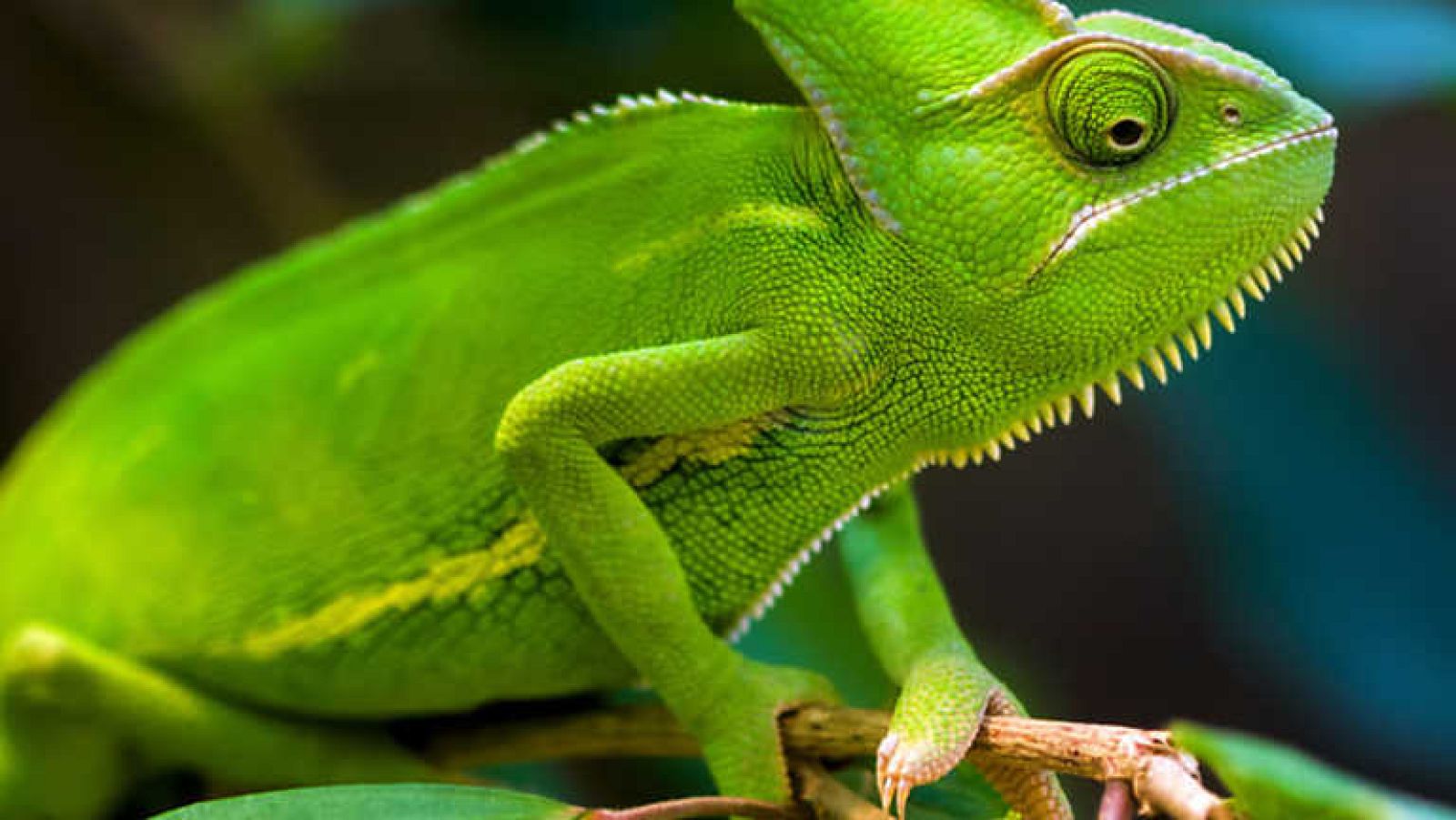 Grandes documentales - Madagascar, el reino del camaleón - Ver ahora