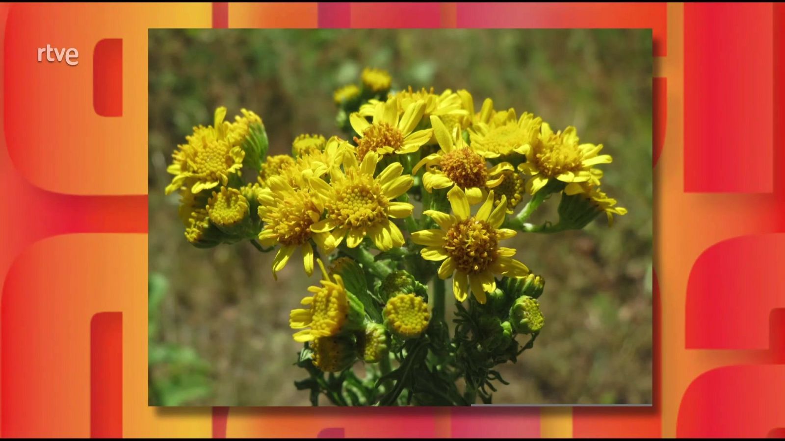 Saber y ganar - 11/12/25 - Saber y ganar | Ver