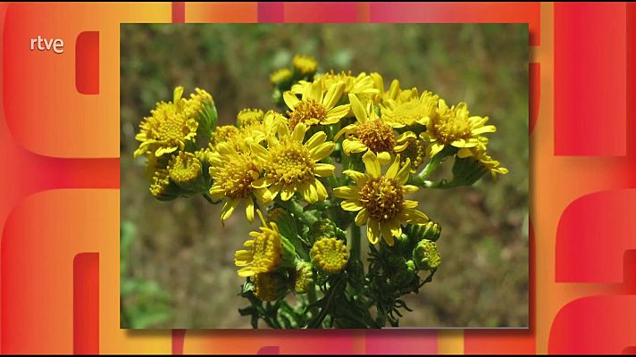 Saber y ganar - Saber y ganar - 11/12/25