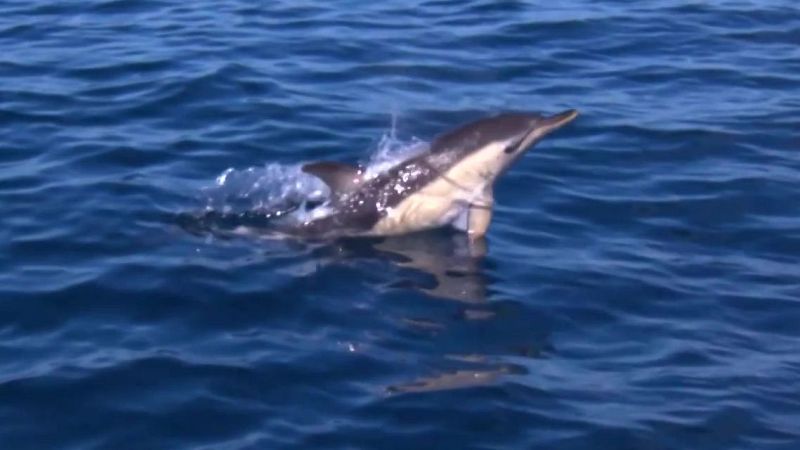 Un test de felicidad para delfines - Aquí la Tierra | Ver