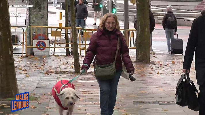 Malas lenguas - ¿Qué pasa con la custodia de las mascotas?