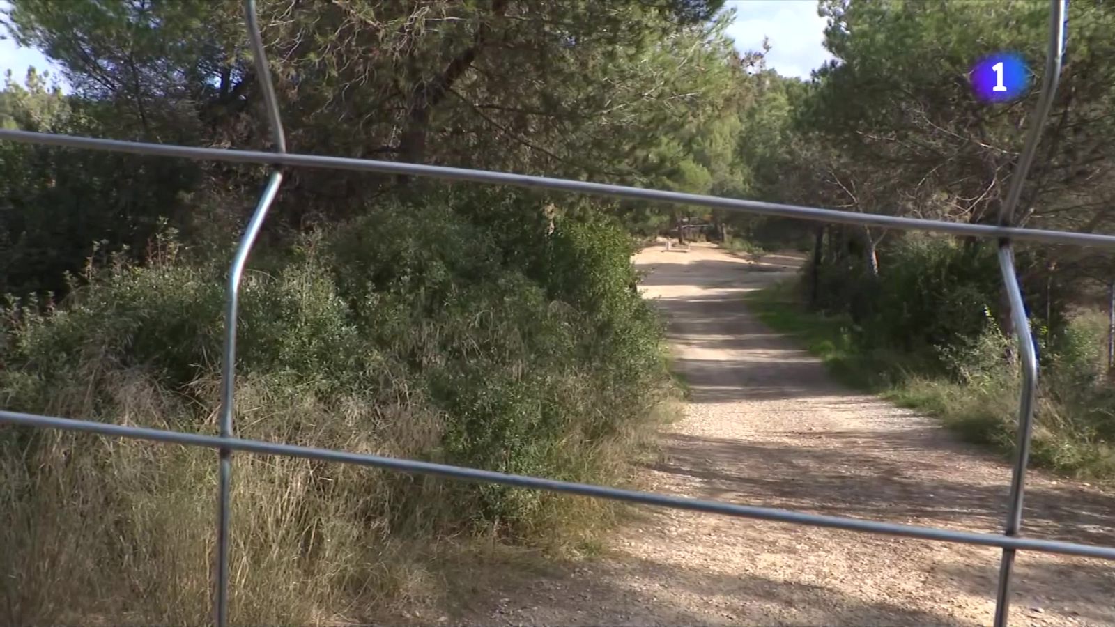 Agents Rurals tanquen el primer radi per frenar la Pesta Porcina Africana