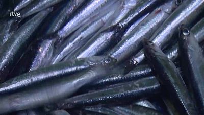 Jara y sedal - La costera de la anchoa - Jara y sedal | Ver