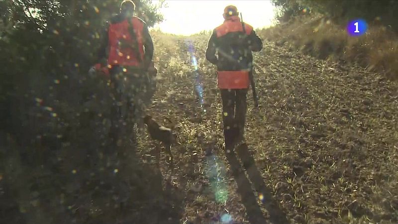 Objectiu: reduir a la meitat els senglars a Catalunya amb l’ajuda dels caçadors