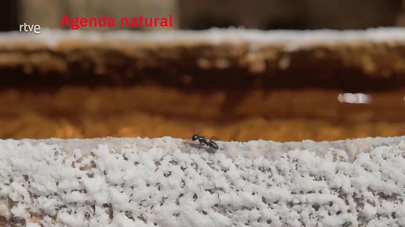 Agenda natural | Ver