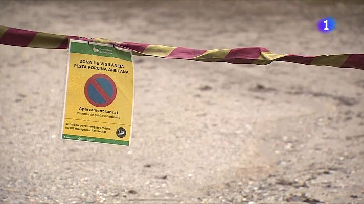L'Informatiu - La Generalitat relaxa parcialment les restriccions pel brot de pesta porcina