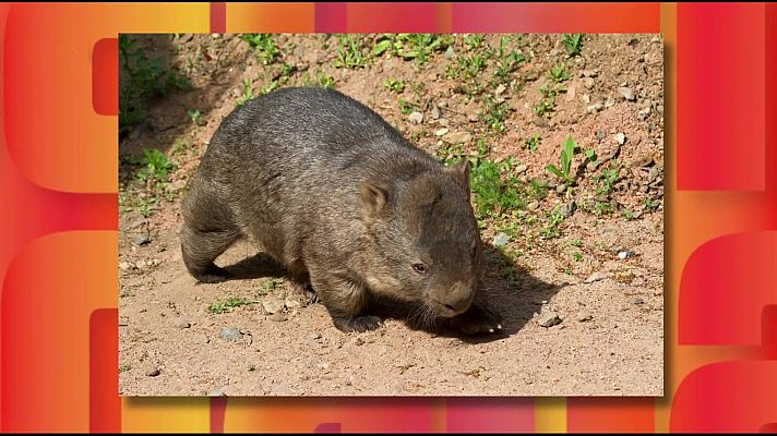 Saber y ganar - Saber y ganar - 15/12/25