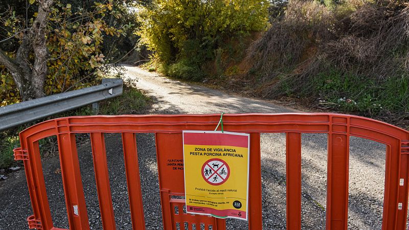 La Generalitat permite acceder al segundo perímetro de la zona restringida por el brote de peste porcina