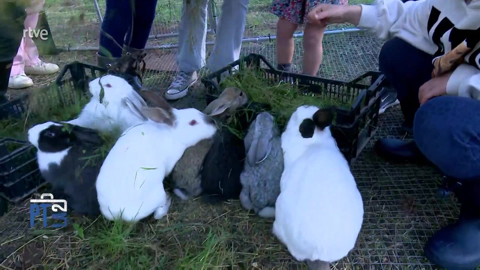 Animales que educan - Para Todos La 2 - Para todos La 2 | Ver