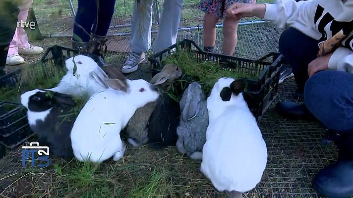 Para todos La 2 - Animales que educan