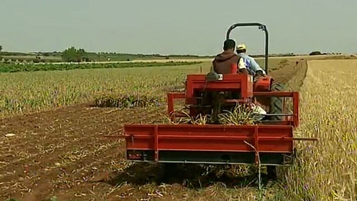 Telediario 1 - Nueva Ley de la cadena alimentaria