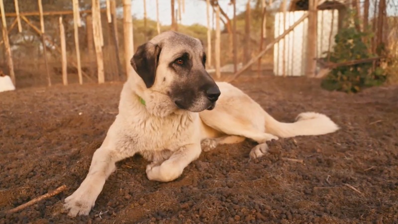 Perros pastores para salvar guepardos