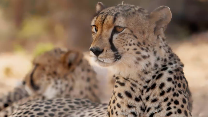 Dra. Fabiola Jones - Ciencia y tecnología para convivir con la fauna salvaje