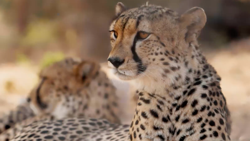 Ciencia y tecnología para convivir con la fauna salvaje