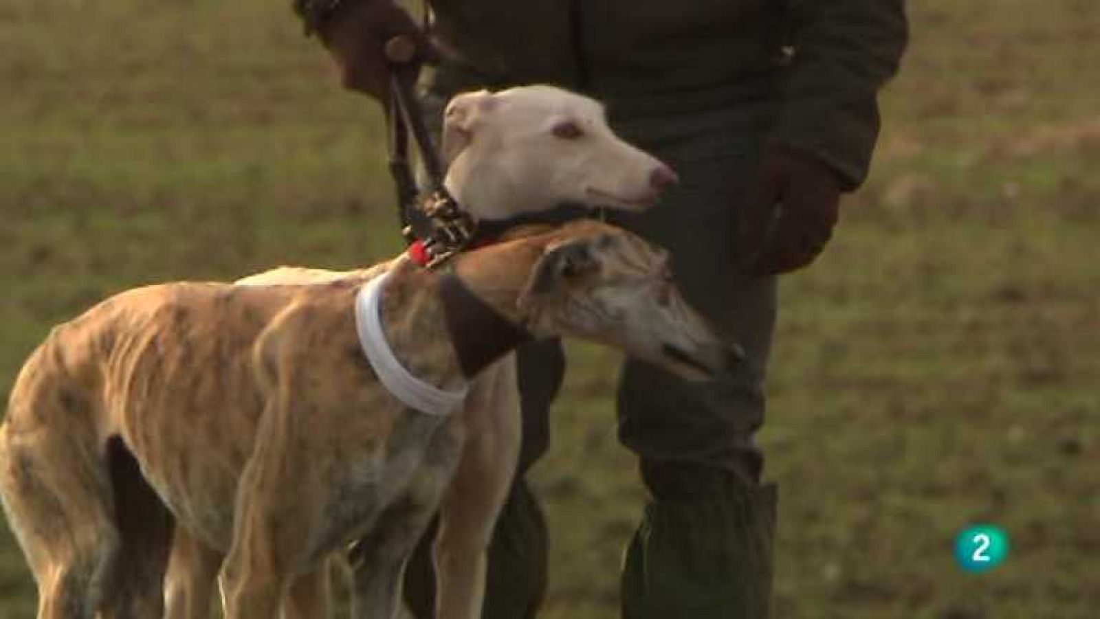 Jara y sedal - LXXV Campeonato de España de galgos - Ver ahora
