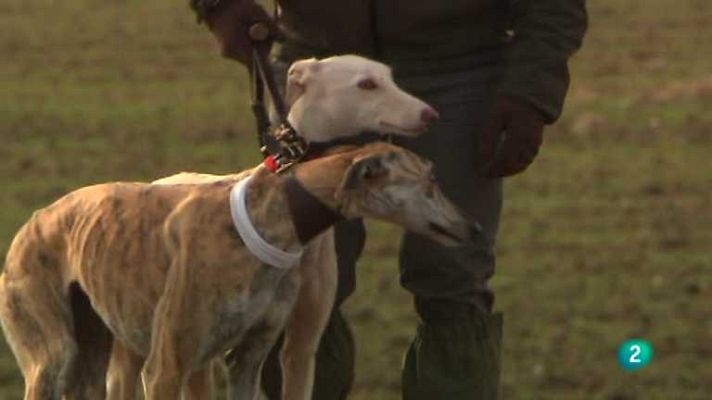 Jara y sedal - LXXV Campeonato de España de galgos