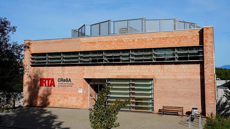 Registran el laboratorio IRTA-CReSA por el brote de peste porcina | Ver