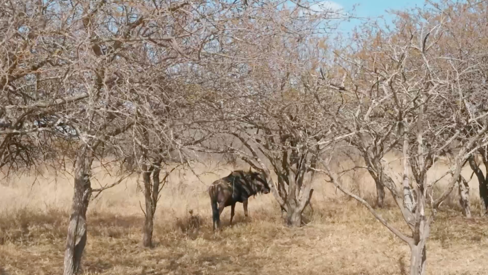 Dra. Fabiola Jones - Por qué se trasladan los ñus en África