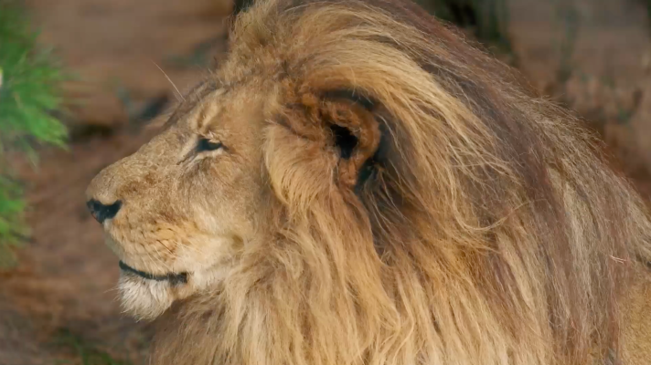 Dra. Fabiola Jones - Intervenir a una leona para proteger a la manada
