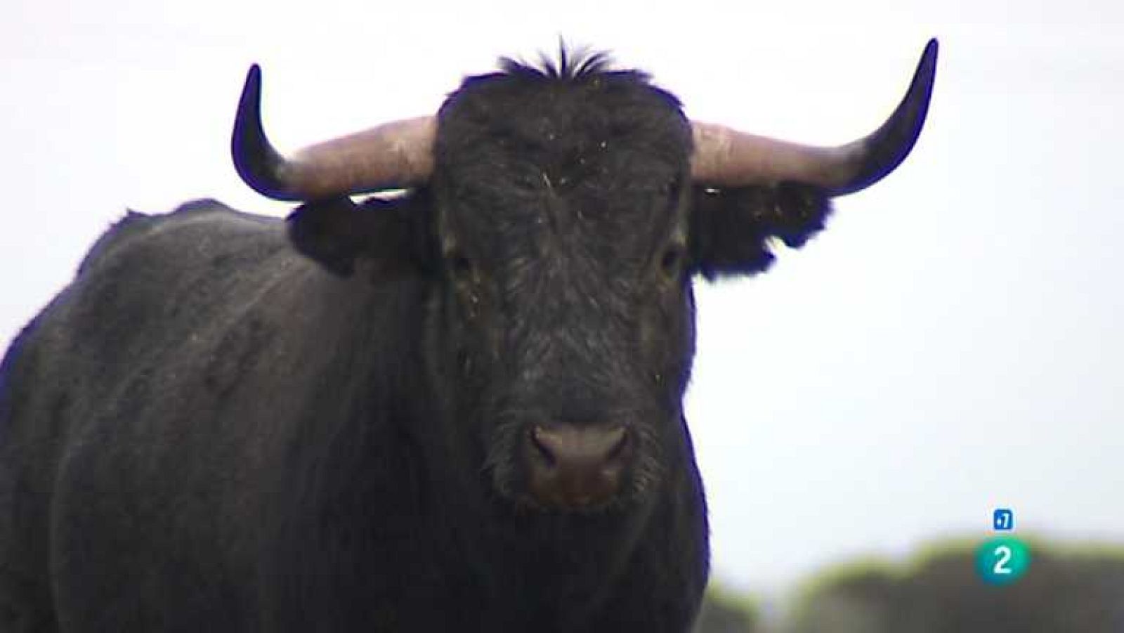 Tendido Cero - 09/02/13 - Ver ahora