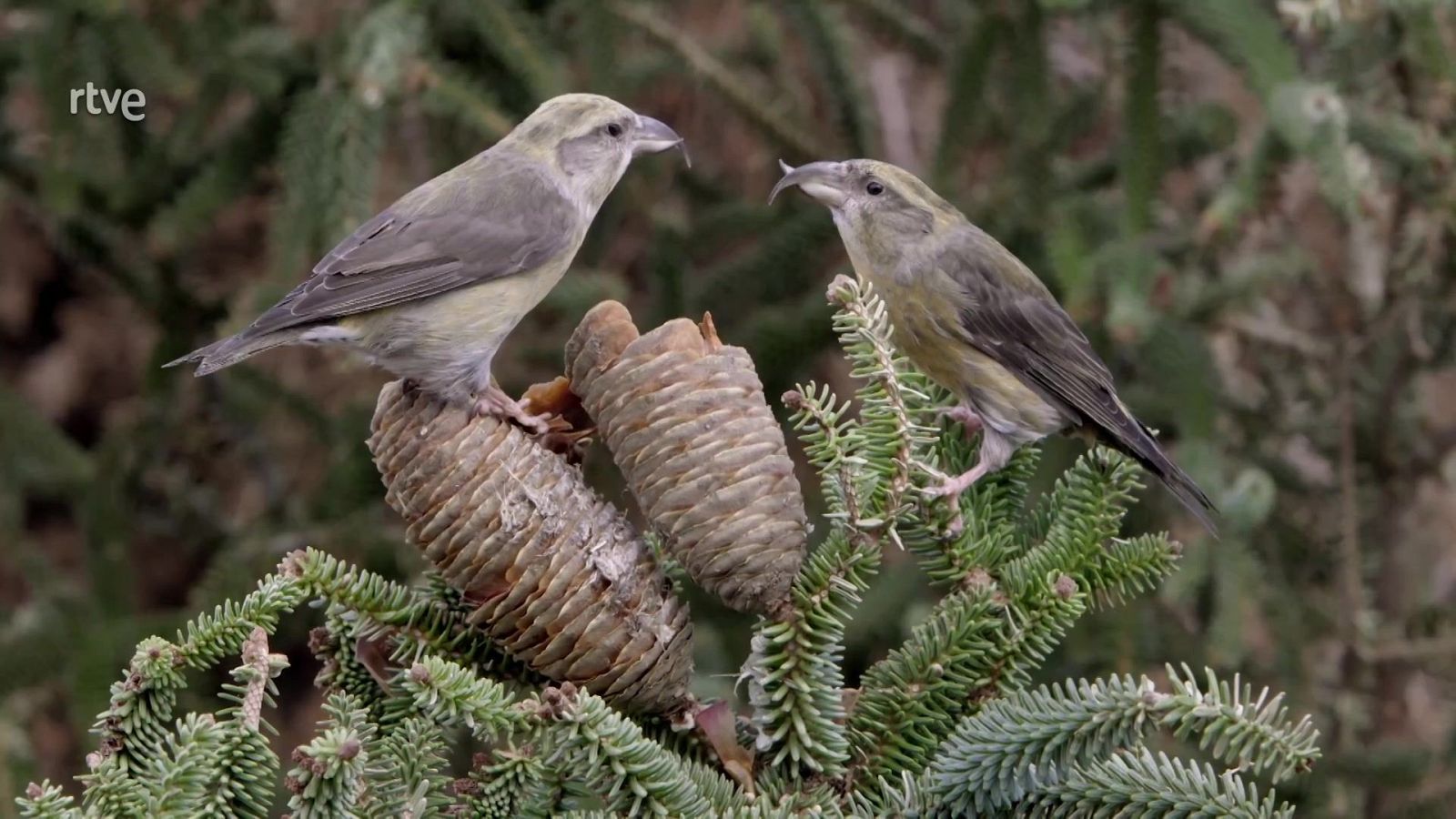 Profesiones salvajes - Ladrones - Profesiones salvajes | Ver