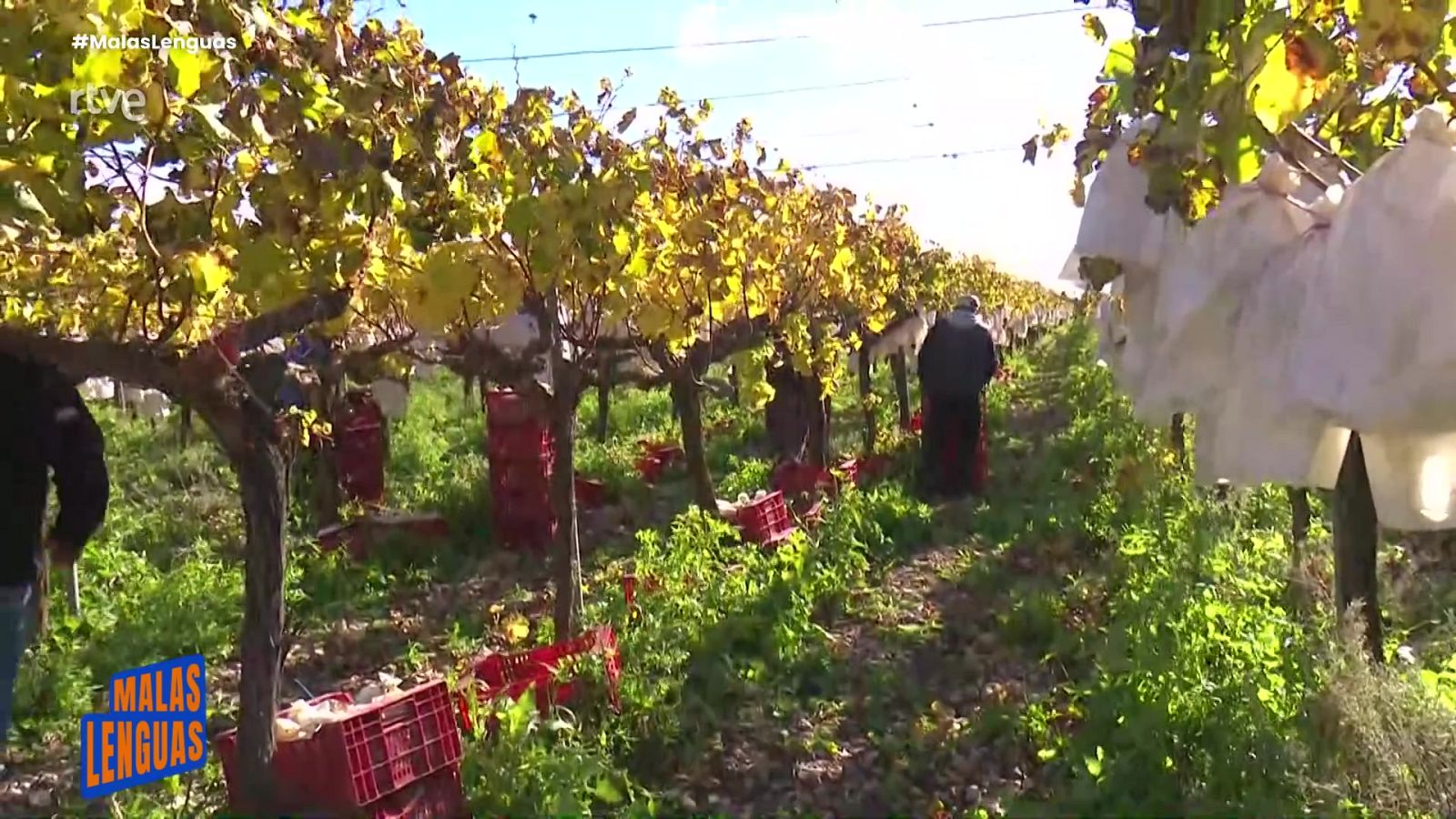 Las uvas del Vinalopó - Malas lenguas | Ver