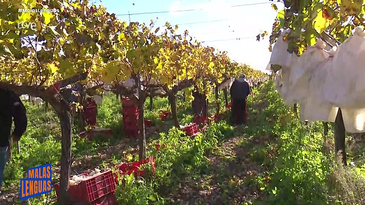 Malas lenguas - Las uvas del Vinalopó