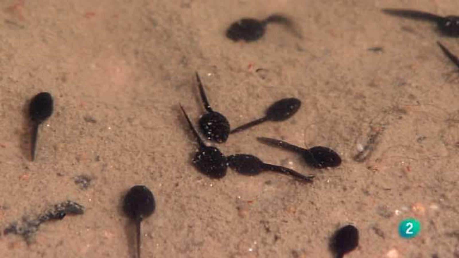 Biodiario - 10/02/13 - ver ahora