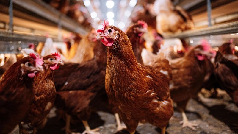 El precio de los huevos sigue subiendo debido a la gripe aviar - Telediario 1 | Ver