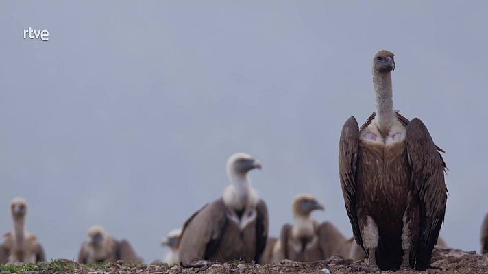 Profesiones salvajes - Enterradores