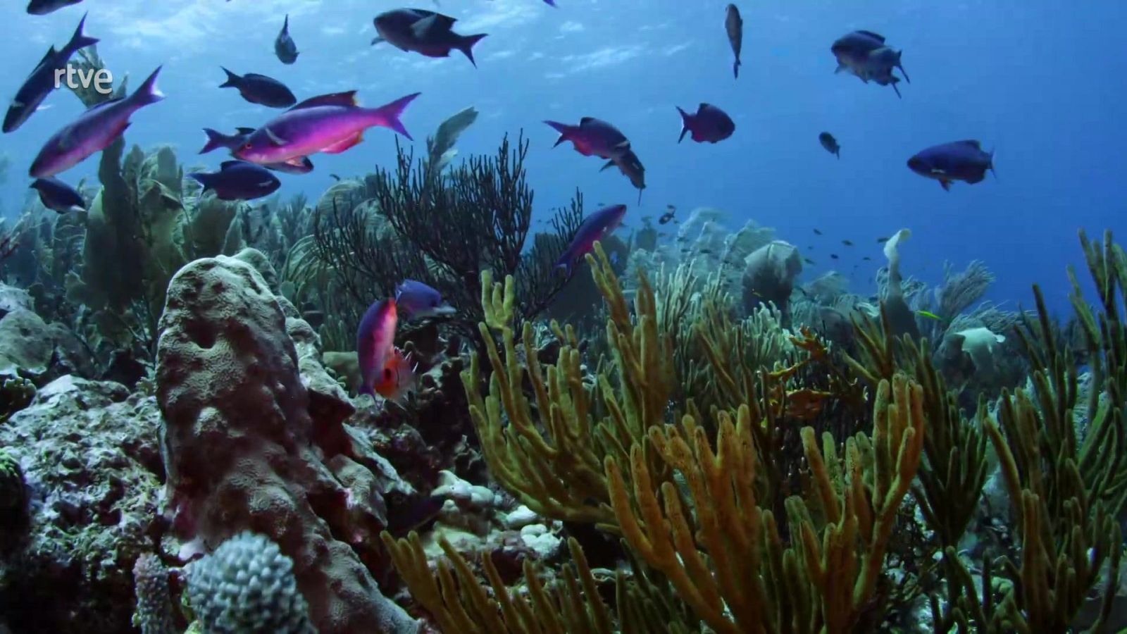 El mundo de los océanos - Episodio 1: Familia - El mundo de los océanos | Ver