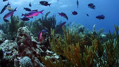 El mundo de los oc�anos - Episodio 1: Familia - El mundo de los oc�anos | Ver